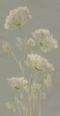 Lacy Wildflowers Collection B