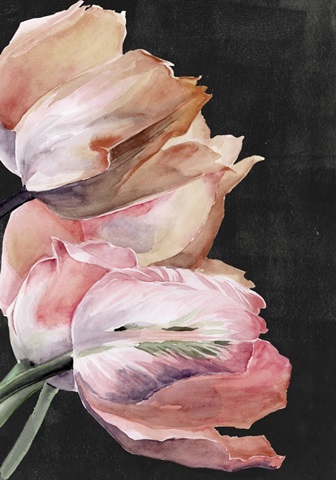 Pastel Parrot Tulip Collection B