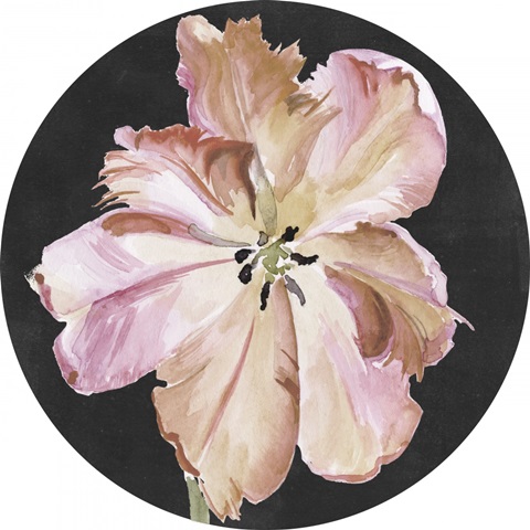 Pastel Parrot Tulip Collection C