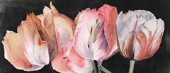 Pastel Parrot Tulip Collection D
