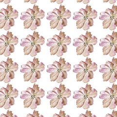 Pastel Parrot Tulip Collection H