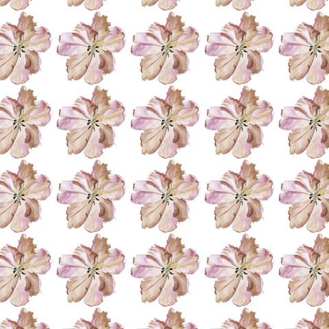 Pastel Parrot Tulip Collection H