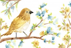 Springtime Songbirds Collection A