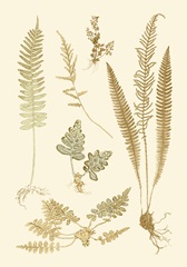 Fern Impressions III