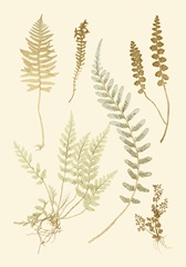 Fern Impressions IV