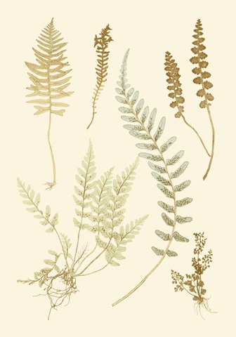 Fern Impressions IV