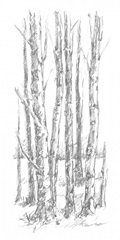 Birch Tree Sketch I