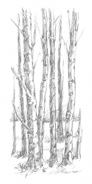 Birch Tree Sketch I