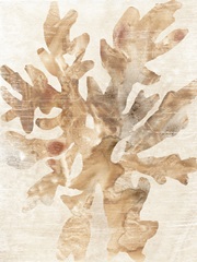 Parchment Coral IV