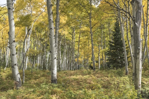 Aspen Grove I