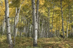 Aspen Grove II