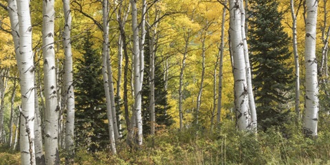 Aspen Panorama
