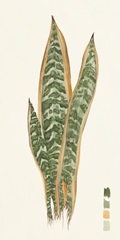 Snake Plants I