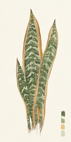 Snake Plants I