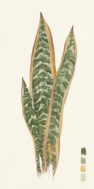 Snake Plants I