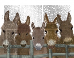 Donkey Herd at Fence Book Print