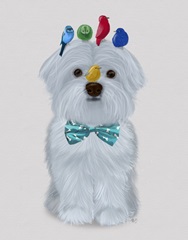Maltese and Birds