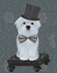 Maltese with Top Hat