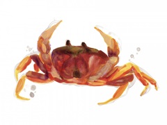 Crab Cameo III