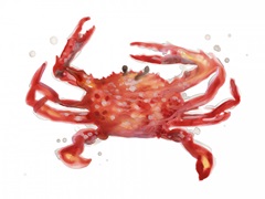 Crab Cameo IV