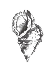 Seashell Study I