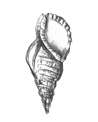 Seashell Study III