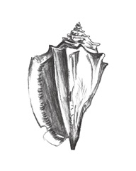 Seashell Study IV