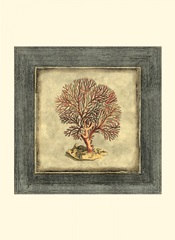 Mini Exotic Coral II (U)