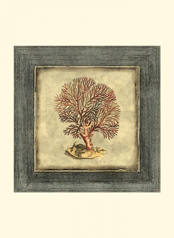 Mini Exotic Coral II (U)