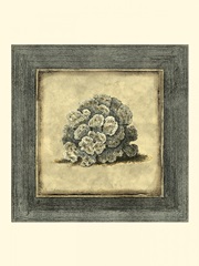 Mini Exotic Coral V (U)