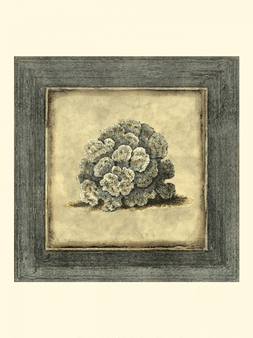 Mini Exotic Coral V (U)