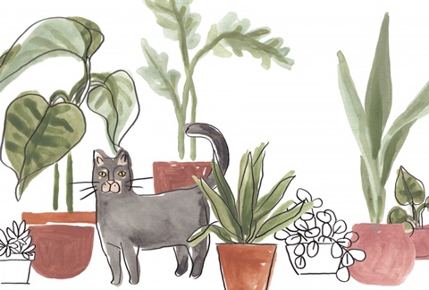 Purrfect Plants Collection A