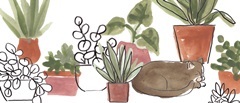 Purrfect Plants Collection D