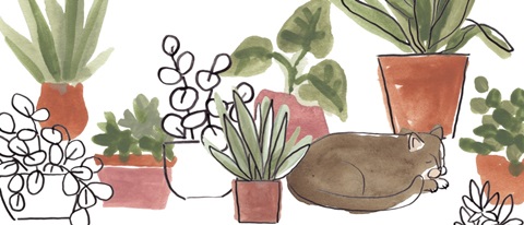 Purrfect Plants Collection D