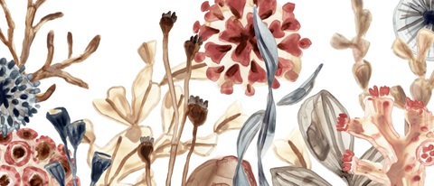 Ocean Chorus Collection D