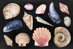 Shore Things Collection A