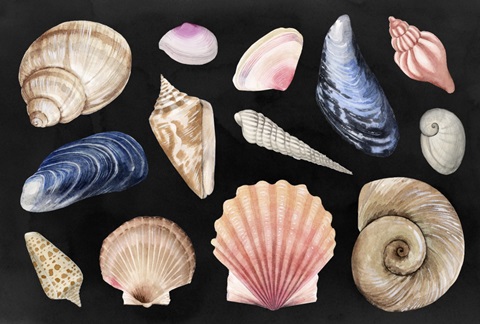 Shore Things Collection A