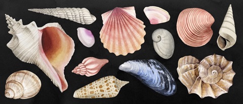 Shore Things Collection D