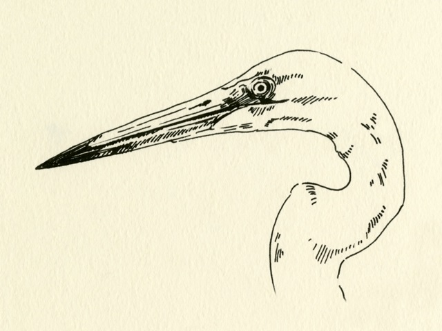 Heron Head II