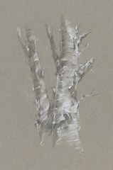 Chalk Birch Study I