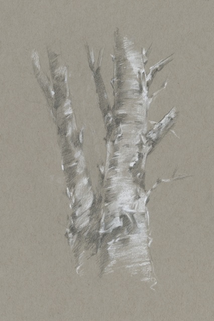 Chalk Birch Study I