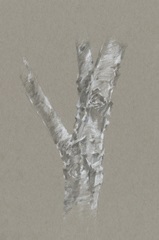 Chalk Birch Study II