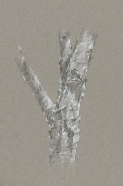 Chalk Birch Study II