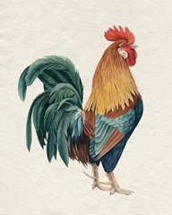 Watercolor Rooster I