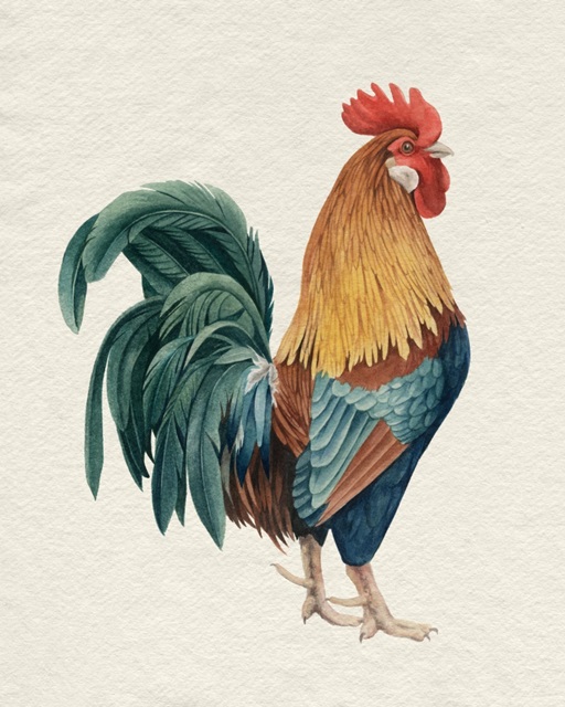 Watercolor Rooster I