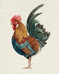 Watercolor Rooster II