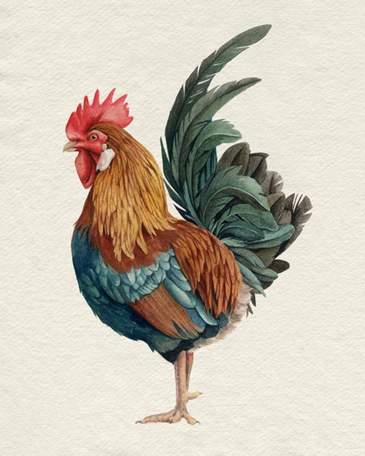 Watercolor Rooster II