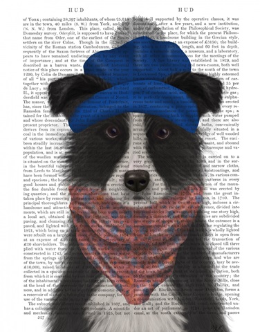 Border Collie in Blue Bobble Hat