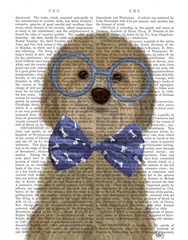 Cockerpoo, Blonde, with Glasses and Bow Tie