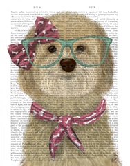 Cockerpoo, Blonde, with Glasses and Scarf